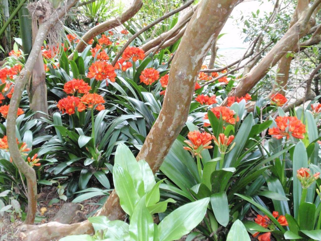 Wharepuke Subtropical Accommodation Kerikeri Extérieur photo