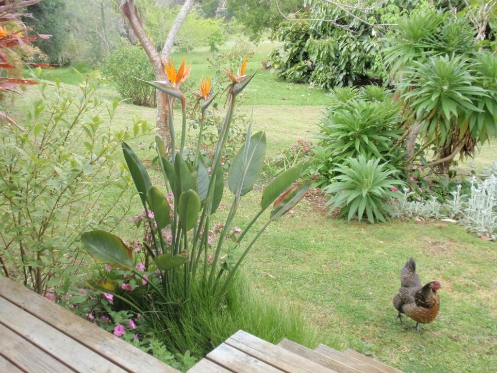 Wharepuke Subtropical Accommodation Kerikeri Chambre photo