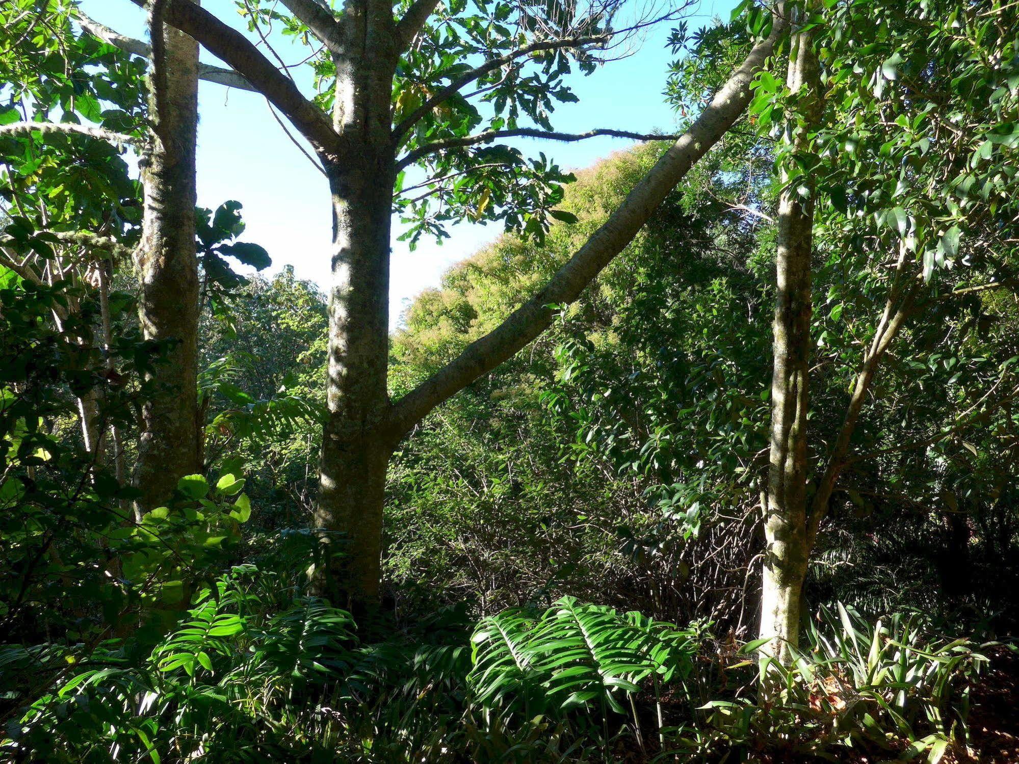 Wharepuke Subtropical Accommodation Kerikeri Extérieur photo