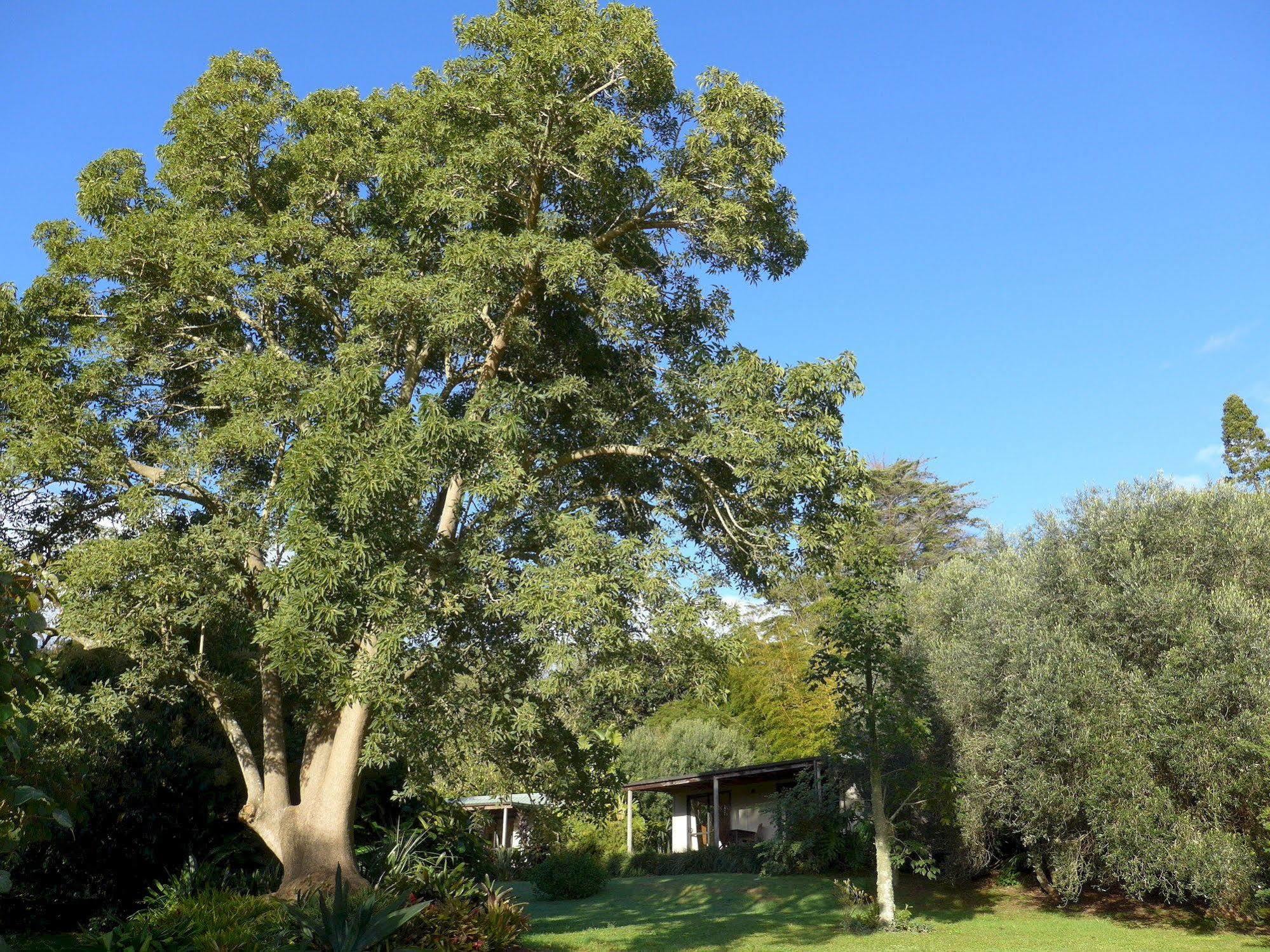 Wharepuke Subtropical Accommodation Kerikeri Extérieur photo